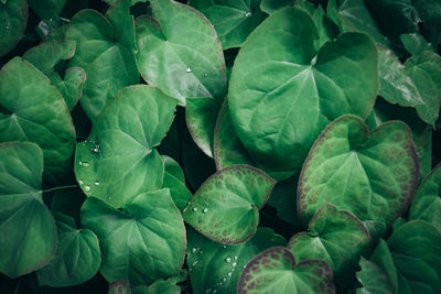 Full frame shot of fresh green leaves