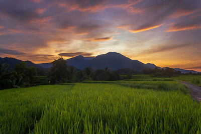 Scenic view of field against sky during sunset