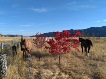 Cows grazing on field against sky