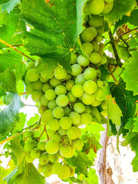 Grapes growing in vineyard