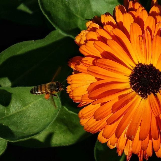 flower, petal, flower head, freshness, fragility, yellow, growth, beauty in nature, close-up, plant, blooming, nature, pollen, orange color, sunflower, focus on foreground, in bloom, no people, outdoors, leaf