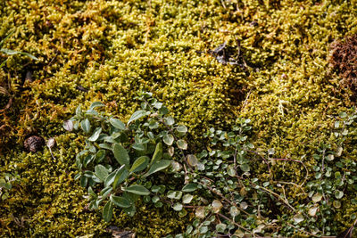 High angle view of plants growing on field