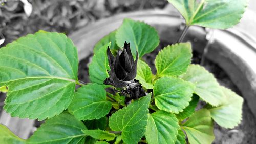 Close-up of black butterfly on leaves