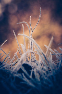 Close-up of frozen plant on field