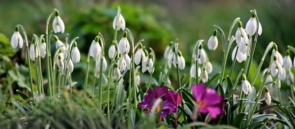 Close-up of white snowdrops blooming outdoors