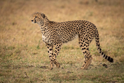 Cheetah on land