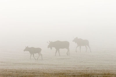 Bull moose in the autumn mist in a field