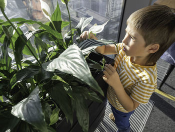 Little boy sniffs zantedeschia or calla or arum lily. potted plant with thick green foliage.