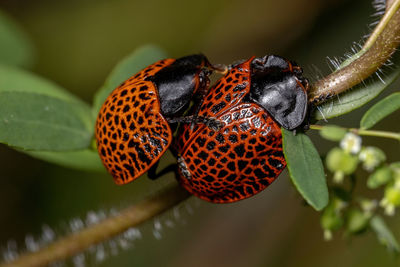 Close-up of butterfly on leaf