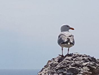 Seagull perching on rock