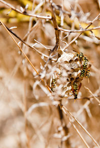 Close-up of wasps on nest