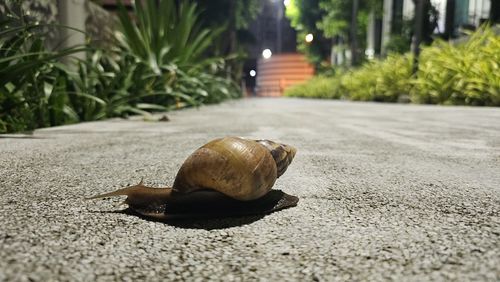 snail