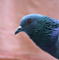 Close-up of pigeon