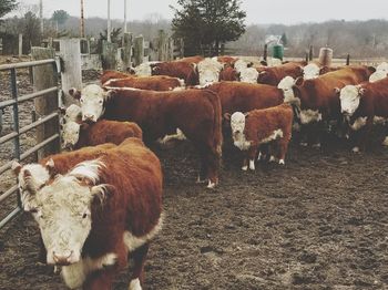 Cows standing on field