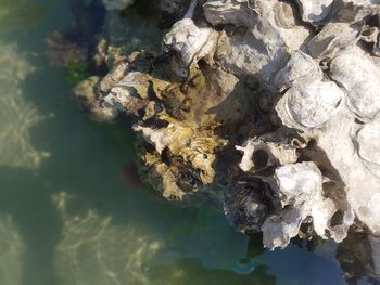 Close-up of rocks in sea