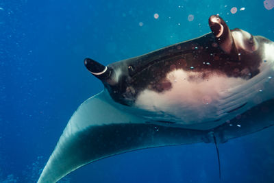 Close-up of fish swimming in sea