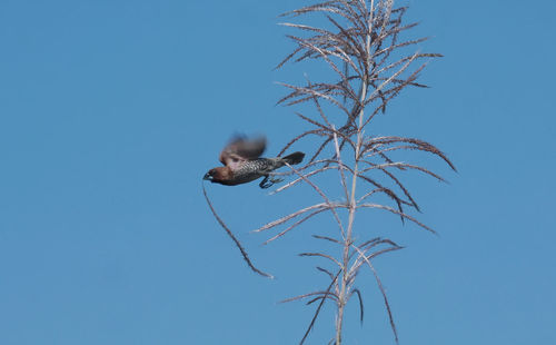 Low angle view of bird perching on tree against clear sky