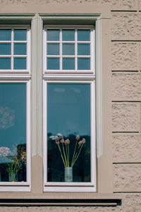 Potted plants on window sill of house