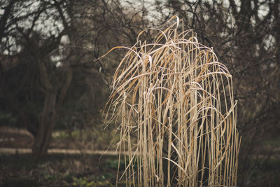 Close-up of bare tree on field