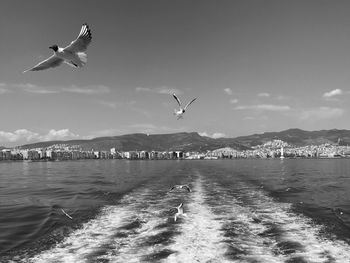 Seagulls flying over sea against sky