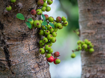 Close-up of berries growing on tree trunk