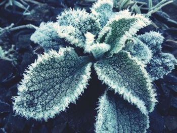 Close-up of plant against blurred background