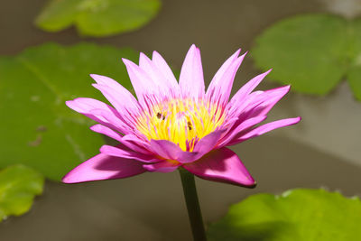 Close-up of pink lotus water lily