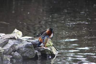 Mandarin duck preening on rock at lakeshore