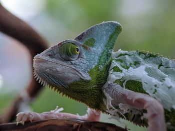 Iguana Reptile