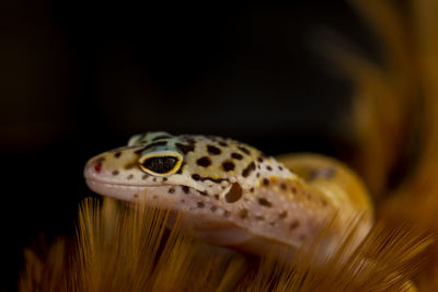 Close-up of gecko 