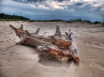 Driftwood on shore against cloudy sky