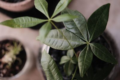 Close-up of potted plant leaves