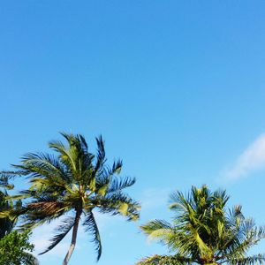 Low angle view of palm trees against blue sky