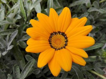 Close-up of yellow flower