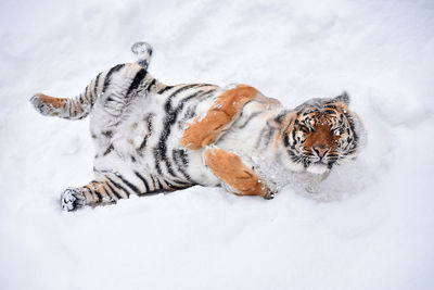 Cat lying on snow covered field