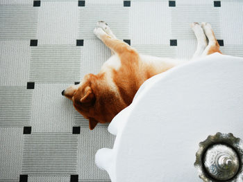 Directly above shot of dog relaxing on rug at home