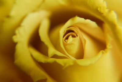 Close-up of yellow rose blooming outdoors