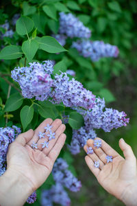 Close-up of hand holding purple flowering plant