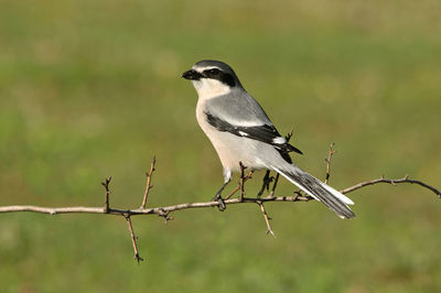 Close-up of bird perching on branch