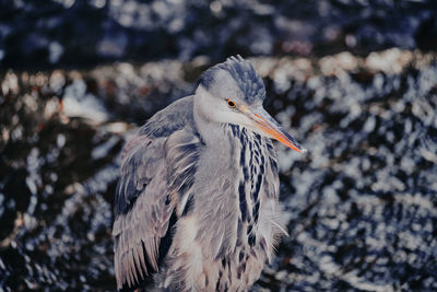 Close-up of bird