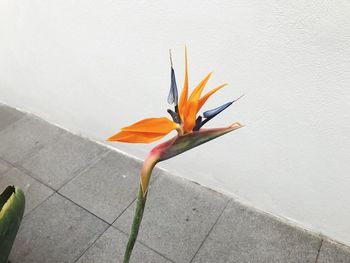 High angle view of orange flowering plant against wall