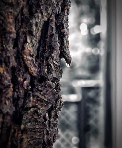 Close-up of old tree trunk