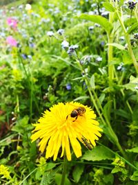 Close-up of bee on yellow flower