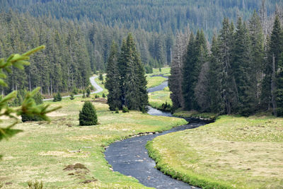 River in forest