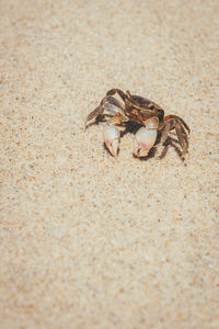Closeup of a crab on the sand 