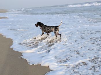 Dog running on beach