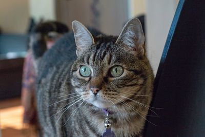 Close-up portrait of cat at home