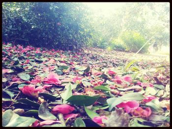 Full frame shot of flowers