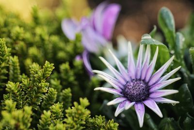 Close-up of purple flower