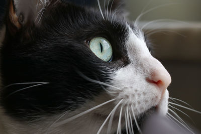 Close-up of cat looking away